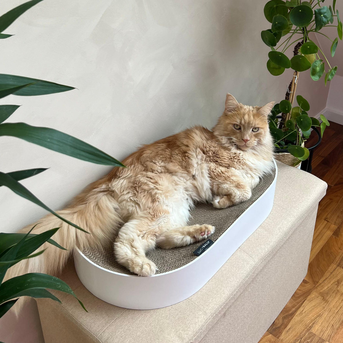 SCRATCHBED designer cardboard bed