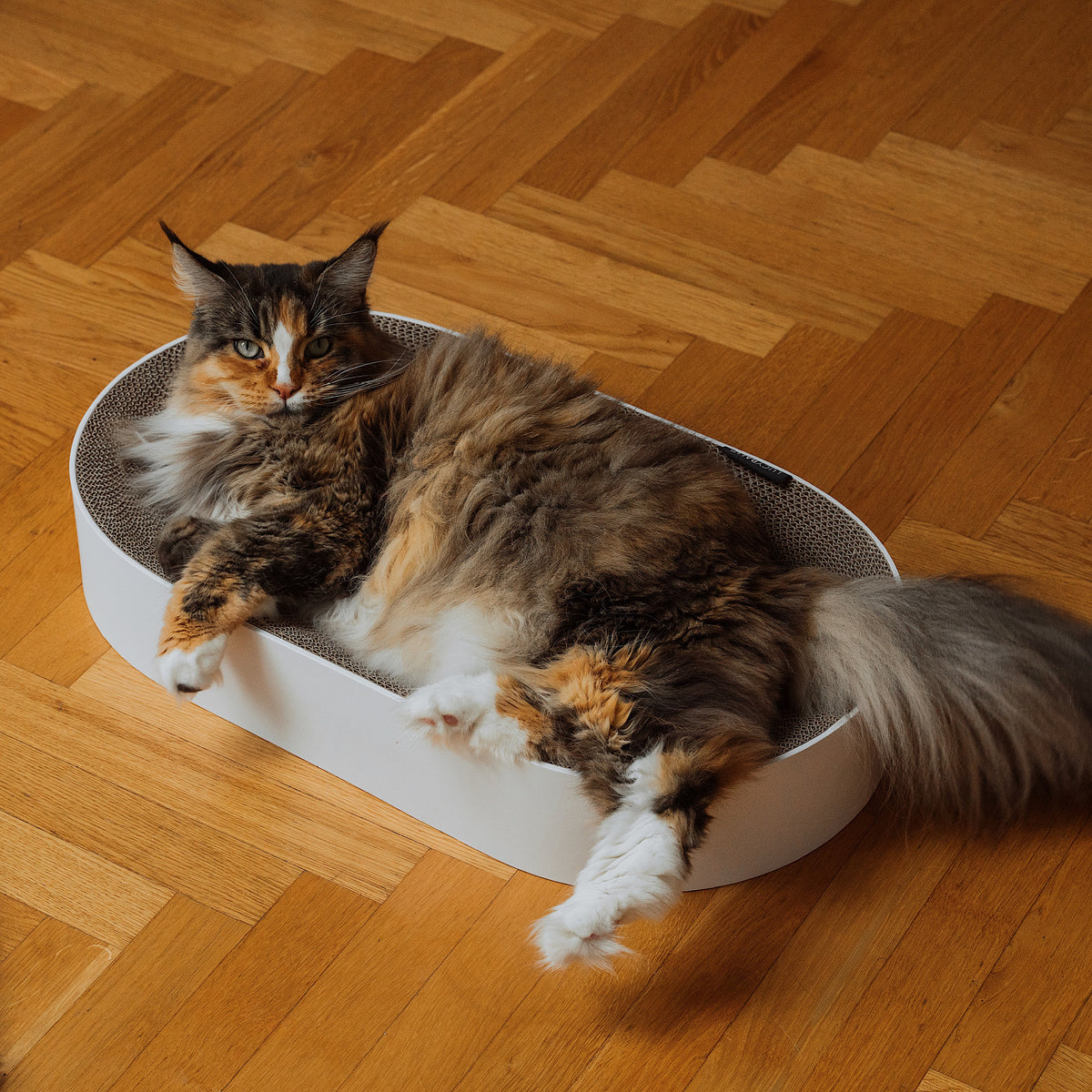 SCRATCHBED designer cardboard bed